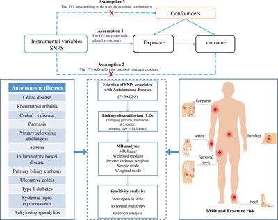 The causal relationship between autoimmune diseases and osteoporosis: a study based on Mendelian randomization